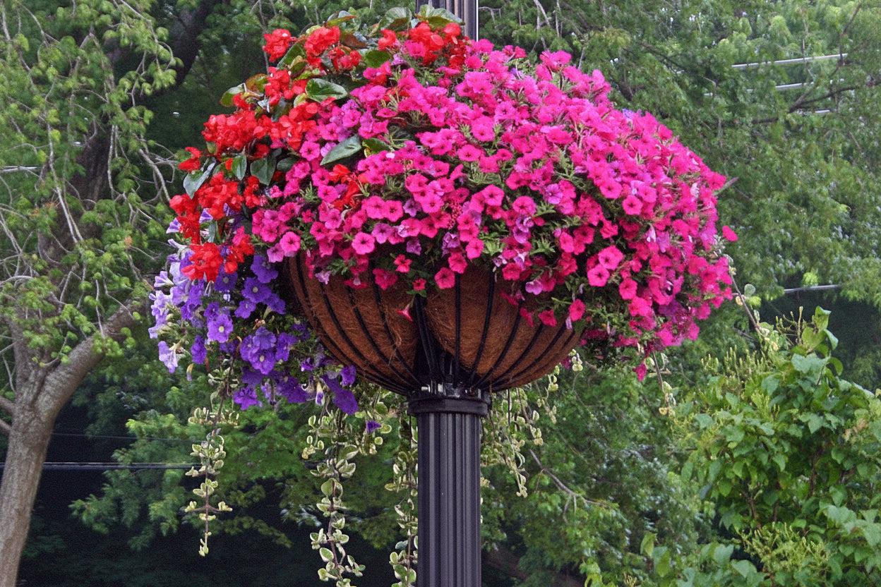hanging planter flowers Hayrack Lamppost Euro-Classic Basket 30" Henderson Supply, Lamppost Basket (Basket Only)