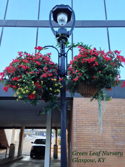 Lamp Post Plant Hangers Henderson Garden Supply