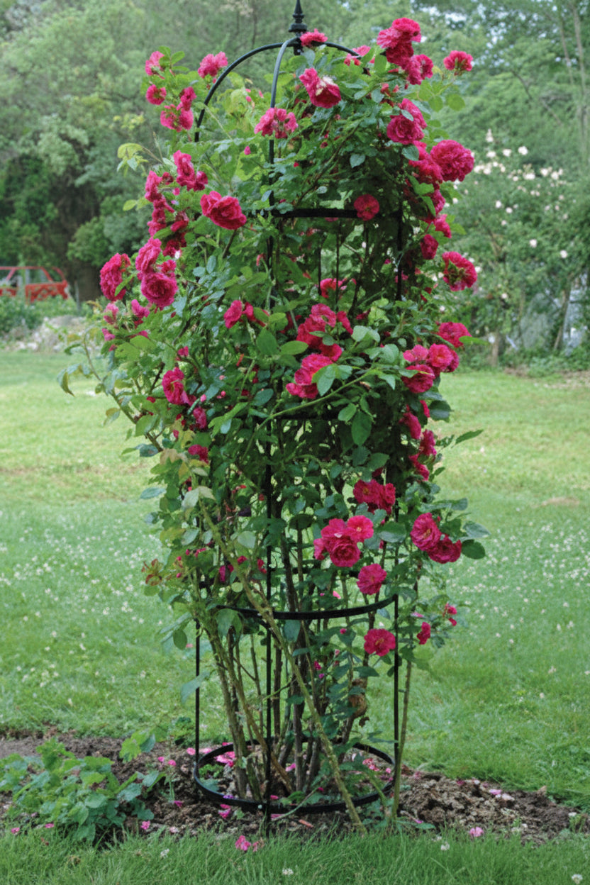 Rose Pillar Steel Obelisk (4 Sizes Available) - Henderson Garden Supply