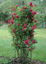 Rose Pillar Steel Obelisk (4 Sizes Available) - Henderson Garden Supply