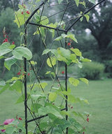 Solid Rod Steel Lattice Garden Arch Arbor - Henderson Garden Supply