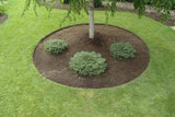 Core Edge Pre-Rolled Steel Garden / Tree Rings Shown in Brown Used as Tree Ring- Henderson Garden Supply