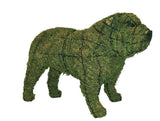 Bull Dog Rust Free Steel Topiary Frame filled with Green Dyed Sphagnum Moss - Henderson Garden Supply
