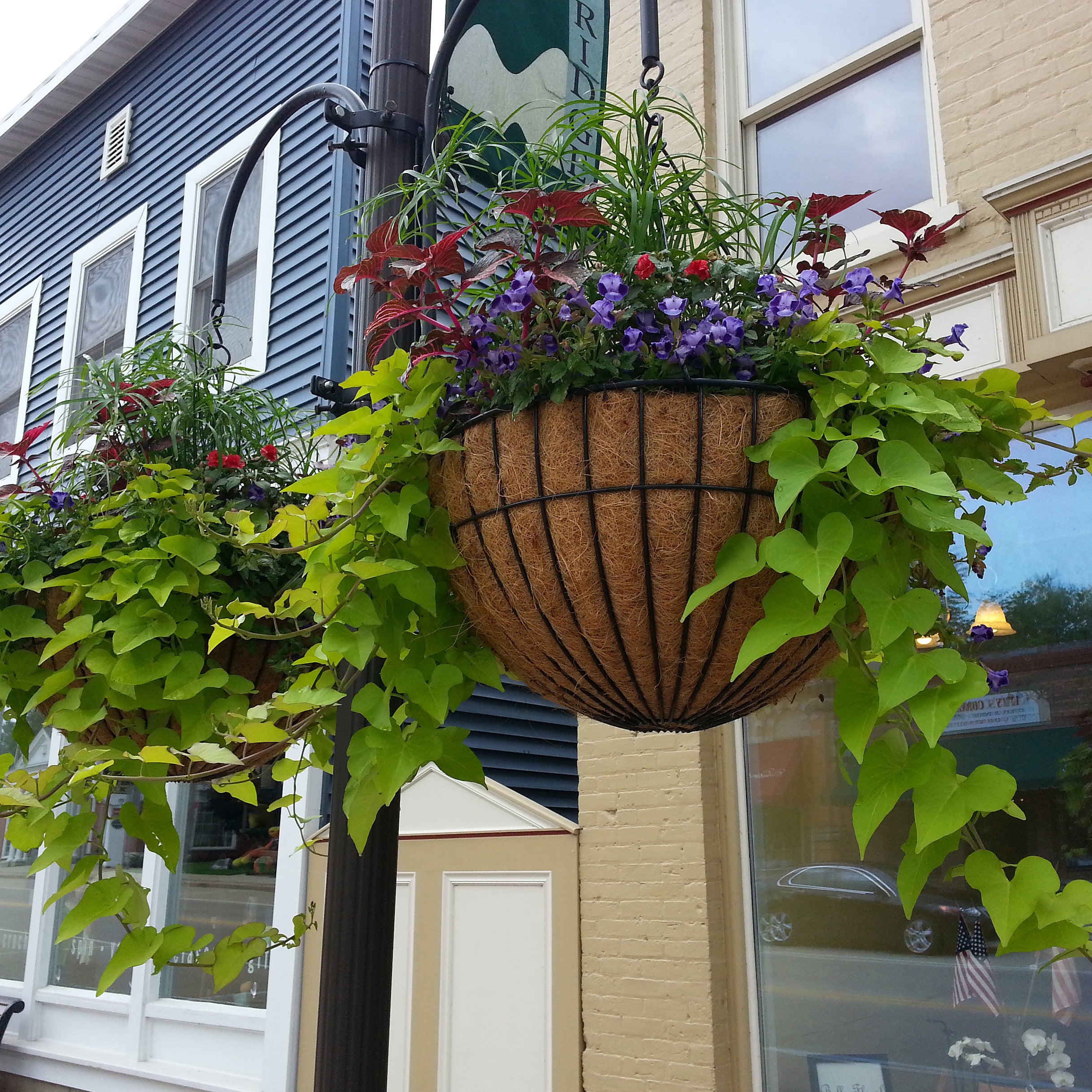 Heavy duty hanging or sitting basket 24 inch - Henderson Garden Supply