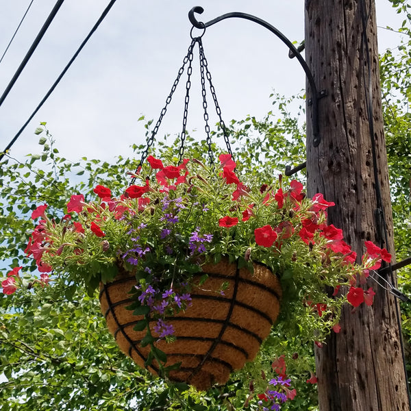 Old Fashioned Hanging Basket 20" Set of 5 - Henderson Garden Supply