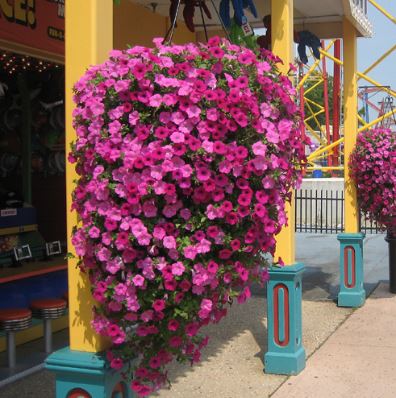 Hanging basket for large flowers - Henderson Garden Supply