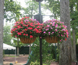 Large hanging basket with coco fiber liner - Henderson Garden Supply