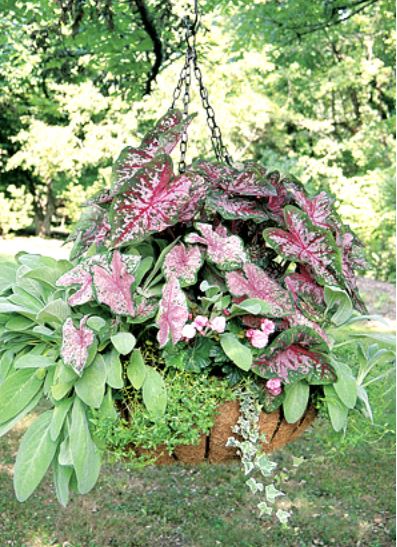 Heavy duty 25" hanging basket and coco fiber liner - Henderson Garden Supply